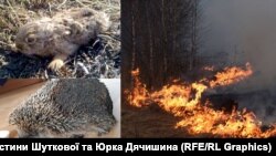 У результаті підпалів сухої трави, чагарників та листя страждають і тварини, і люди.