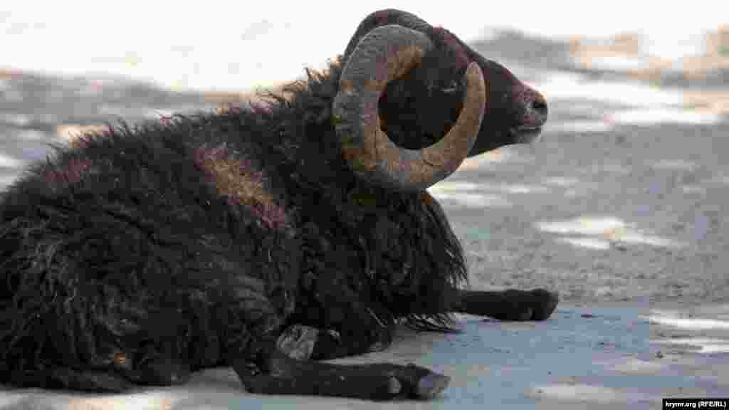 В зоне, где живет домашний скот, обед – время отдыха