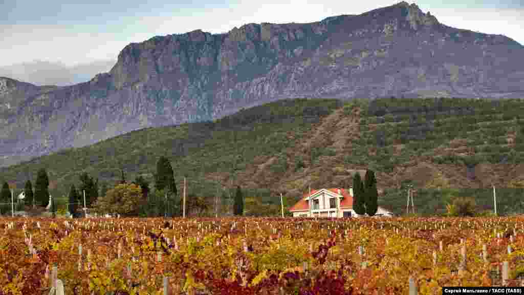 Виноградники винодельческого завода «Массандра» в окрестностях села Нижняя Кутузовка