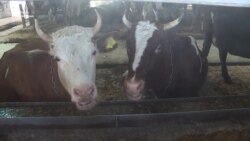 Підсобне господарство Лаври Підсобне господарство Лаври