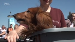 Велосипед як міський транспорт: десять «за» учасників Велодня у Запоріжжі – відео Велосипед як міський транспорт: десять «за» учасників Велодня у Запоріжжі – відео