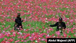 په مومندو کې پوليس د کوکنارو فصل ورانوي