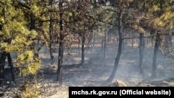 Спекотна і суха погода на більшій частині території України підвищила ризик пожеж