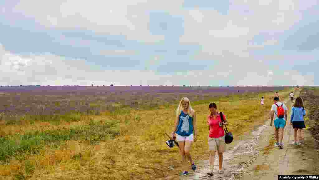 Шалфейное и лавандовое поля начинаются сразу за селом Тургеневка 