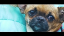 Марш за права животных в Киеве (видео) Марш за права животных в Киеве (видео)