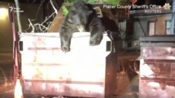 Щасливе визволення. У США поліцейські допомогли ведмедю вибратися з контейнера для сміття – відео Щасливе визволення. У США поліцейські допомогли ведмедю вибратися з контейнера для сміття – відео