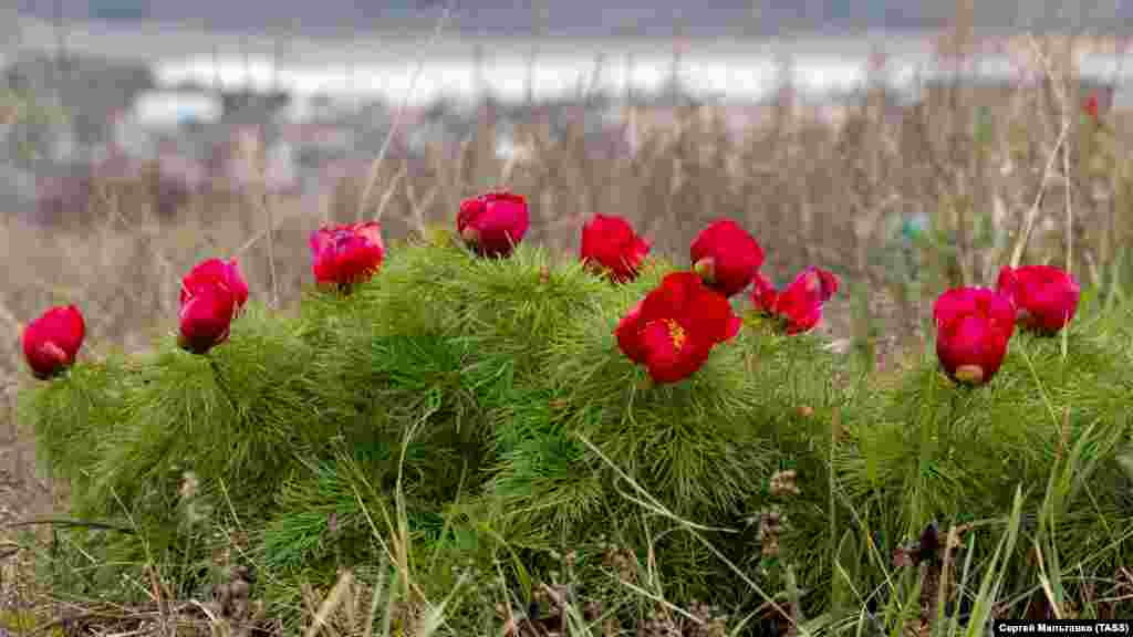 Самая доступная локация с цветущими пионами – Змеиная пещера возле села Левадки, что под Симферополем. Увидеть, как цветут пионы и другие растения около Змеиной пещеры, можно в нашей фотогалерее