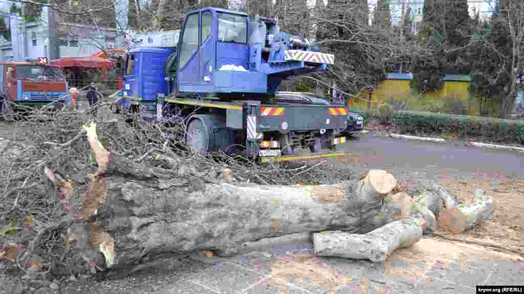 Ночью верхнюю часть платана оперативно убрали с проезжей части, а основной ствол начали пилить уже утром