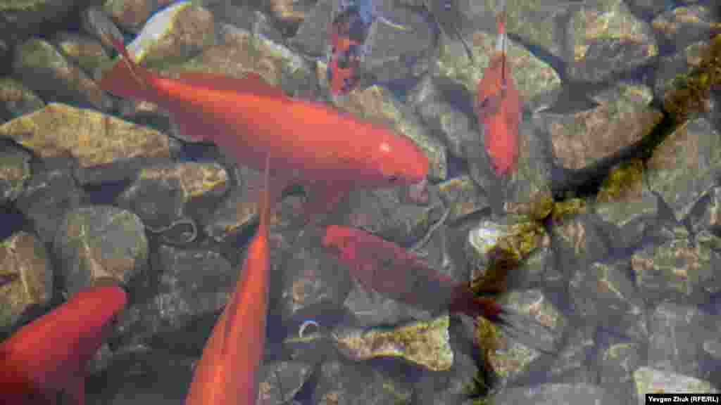 «Фонтан с золотыми рыбками» на Матросском бульваре в Севастополе. Крым.Реалии посмотрели, какие изменения произошли на Матросском бульваре за прошедшие с момента открытия семь месяцев