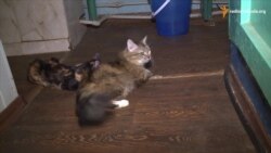 Притулок для домашніх тварин із зони АТО допомагає улюбленцям знаходити нових господарів Притулок для домашніх тварин із зони АТО допомагає улюбленцям знаходити нових господарів