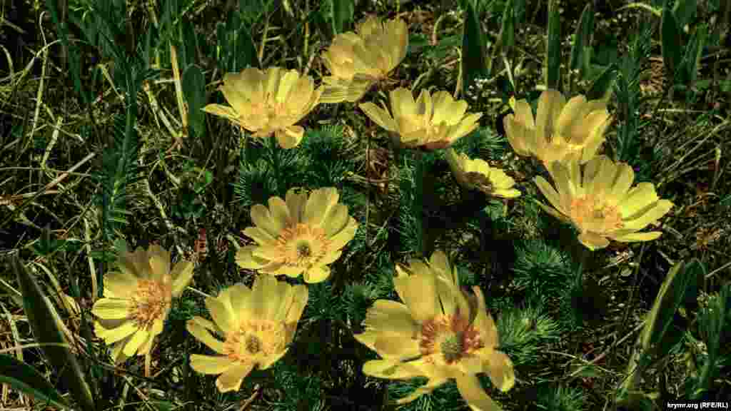 Адонис на поляне близ туристической стоянки «Ай-Серез»