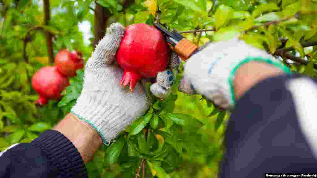 Рабочий собирает урожай граната в садах «Массандры» в Кореизе Фото: 2019 год