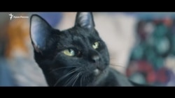 Кот, который ждет политзаключенного Кольченко (видео) Кот, который ждет политзаключенного Кольченко (видео)