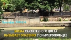 В Симферополе в реку Салгир сливают коричневую массу (видео) В Симферополе в реку Салгир сливают коричневую массу (видео)