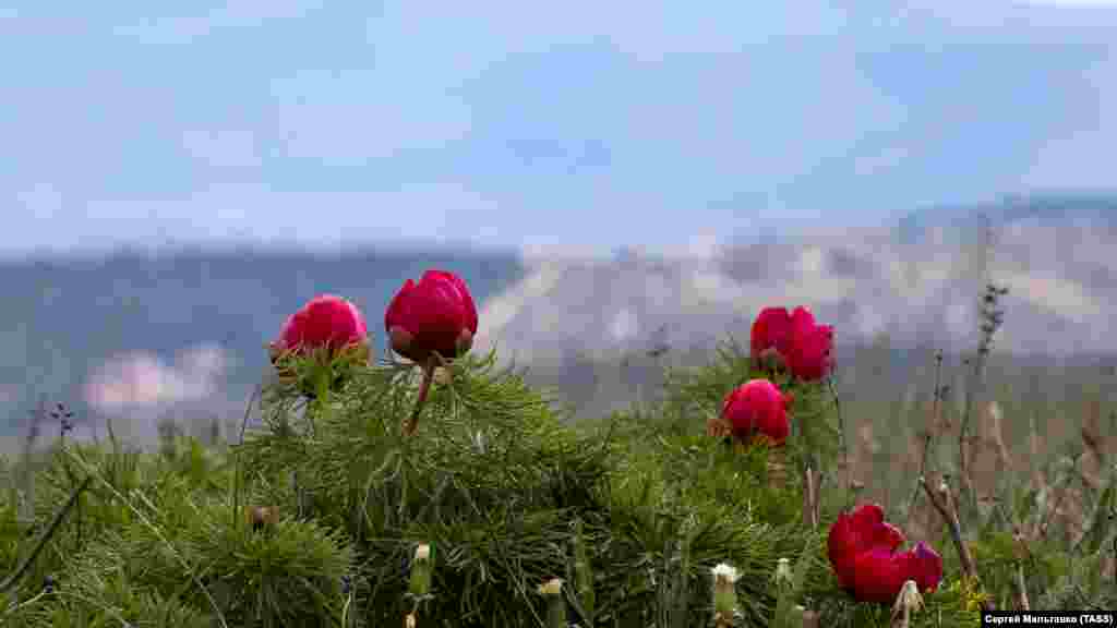 Цветение диких пионов в Крыму происходит волнами – в разное время на разных участках
