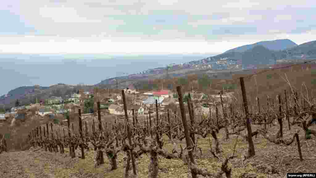 Виноградники здешнего винзавода «Таврида», что в селе Кипарисное в пределах Большой Алушты, окружают Виноградное практически со всех сторон. «Таврида» в свою очередь является филиалом бывшего украинского государственного объединения «Массандра»