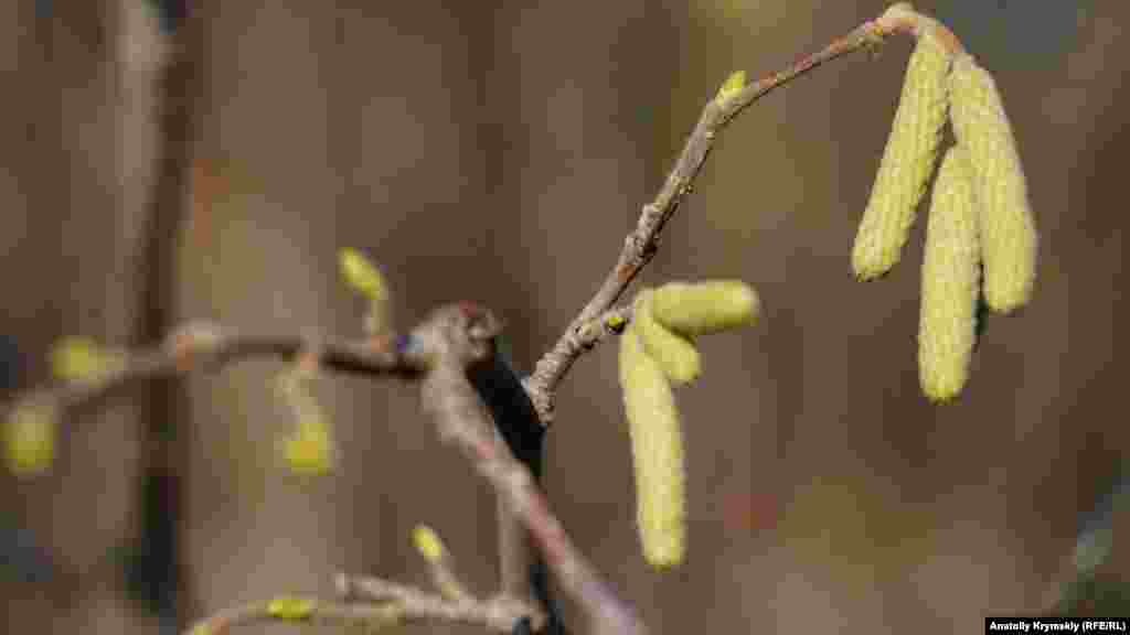 Под Крокодилом распустились «сережки» на орешнике – последствия теплой осени