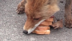 Чорнобильський лис готує сніданок Чорнобильський лис готує сніданок