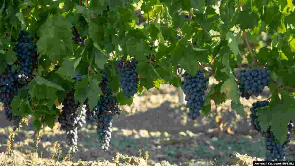 В долине раскинулись виноградники предприятия «Морское» – филиала «Массандры». Похоже, столовые и технические сорта винограда позднего срока созревания дошли до нужной кондиции