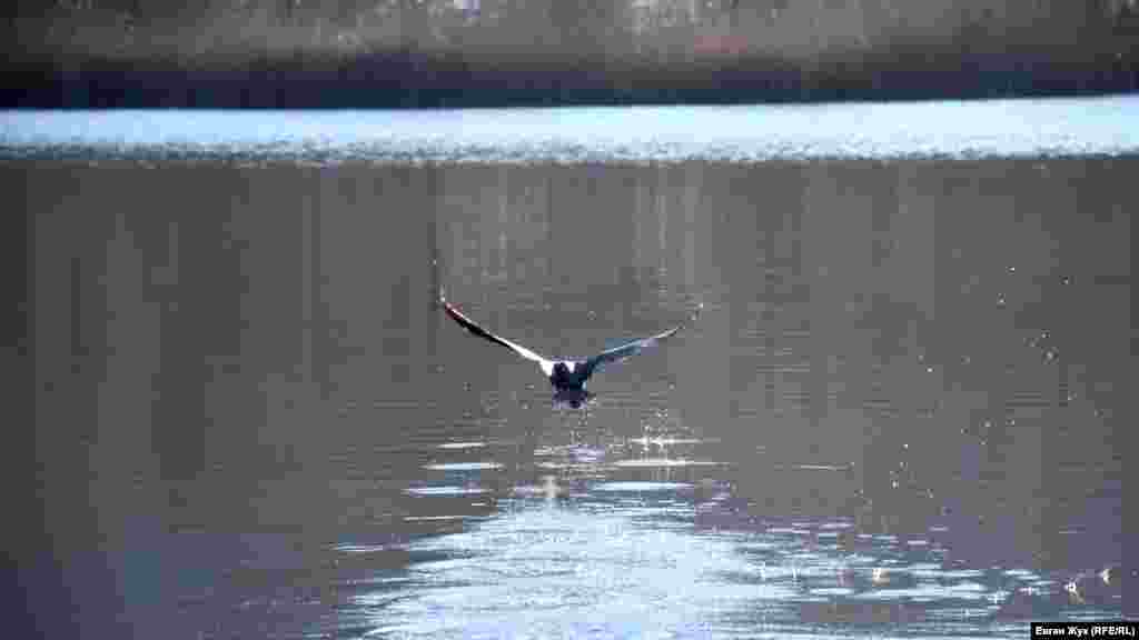 Утка взлетает с водной глади Торопова озера под Севастополем. Больше фото – в фоторепортаже корреспондента Крым.Реалии