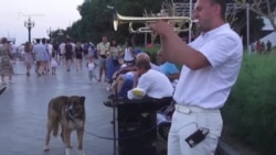 Музыка победила. Уличному трубачу из Ялты разрешили играть на набережной (видео) Музыка победила. Уличному трубачу из Ялты разрешили играть на набережной (видео)