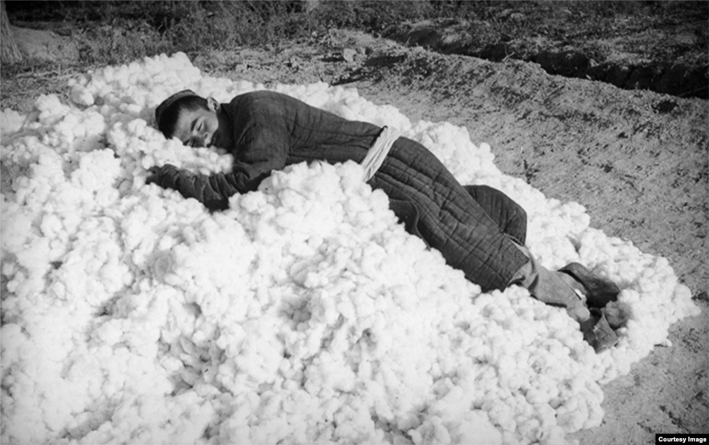 Колхозный работник отдыхает на груде только что собранного хлопка