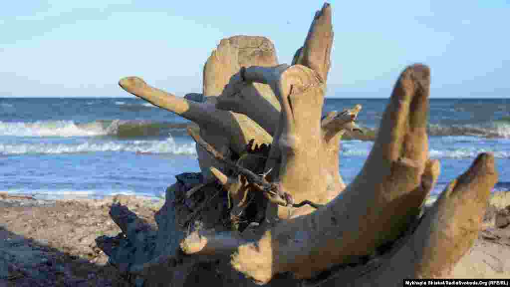 Морська вода поблизу курорту Лебедівка входить дуже чиста, кажуть місцеві. Берег ще не готували до літа – можна побачити мальовничі корчі і сміття.