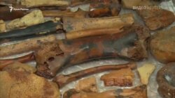У кримській печері знайшли останки доісторичних тварин (відео) У кримській печері знайшли останки доісторичних тварин (відео)