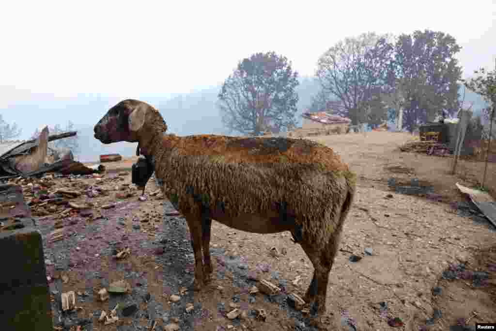 Грецькі пожежники борються з потужним вогнем, зокрема, поблизу стародавнього поселення Олімпія