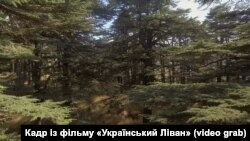 Ліванські кедри, про які згадує Леся Українка у своєму підручнику. Кадр із документального фільму «Український Ліван» (оператор – Михайло Шелест)