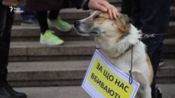 Небайдужі кияни вимагають створити зоополіцію (відео) Небайдужі кияни вимагають створити зоополіцію (відео)