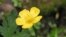 Лютик. (Ranunculus repens) <a href = "http://en.wikipedia.org/wiki/Image:Creeping_butercup_close_800.jpg" target=_blank>Wikipedia. GNU Free Documentation</a>.