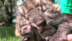 В крымском сафари-парке родились детеныши леопарда (видео) В крымском сафари-парке родились детеныши леопарда (видео)