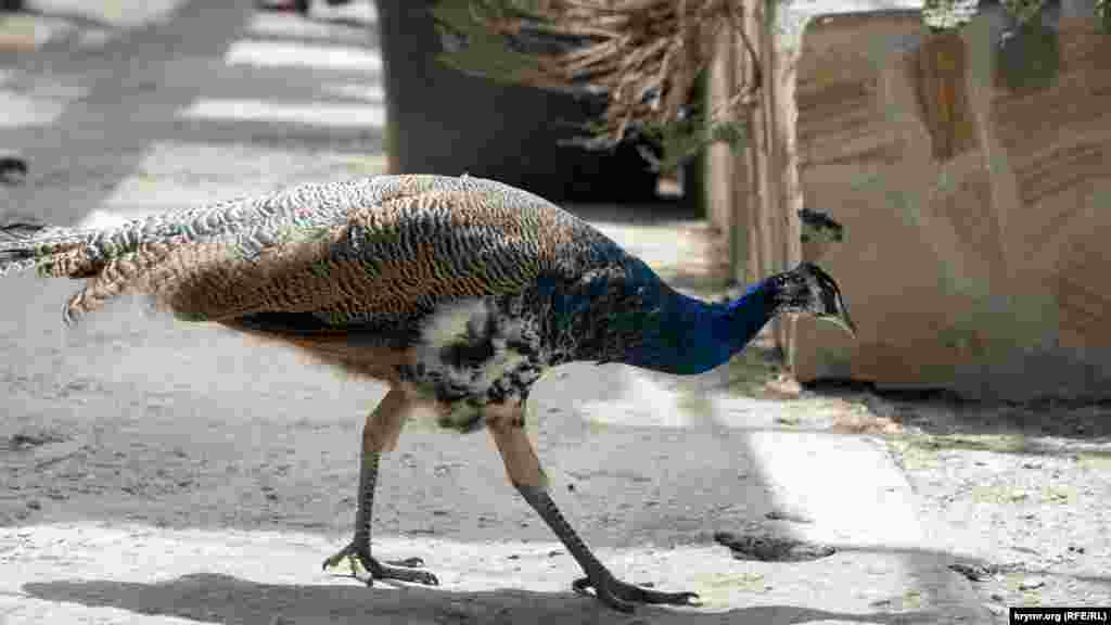 «Птичий двор» в сафари-парке «Тайган»