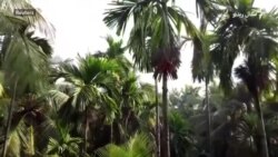 هند کې سکوټر د خورما دنګو ونو ته ختل اسانه کړي