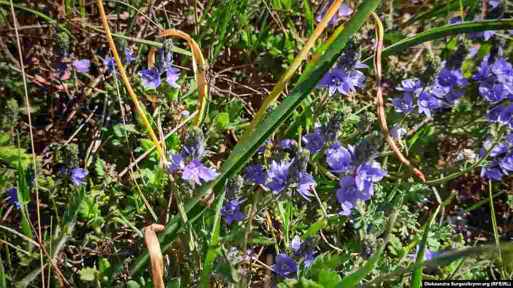 Фиолетовые цветы возле каньона   