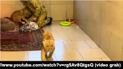 Тигр Шерхан, 2023 год