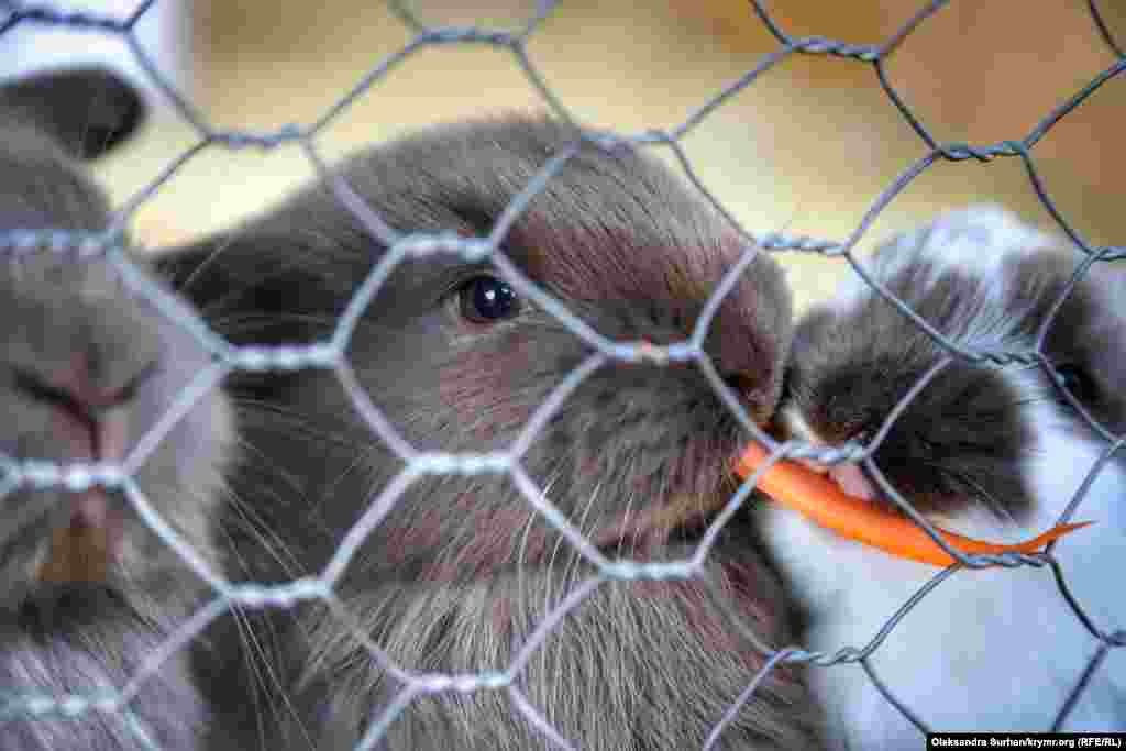 Сотрудники парка рассказывают, что кролики подходят за едой около 60 раз в день