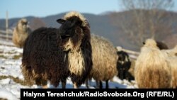 Від вересня до травня вівці зимують у господарів. Після 6 травня їх виводять на полонини