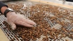 Afghanistan Opens $6 Million Pine-Nut Factory As Sales To China Boom Afghanistan Opens $6 Million Pine-Nut Factory As Sales To China Boom
