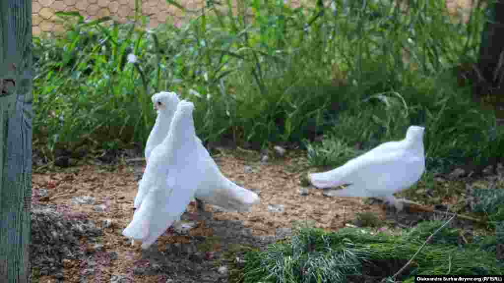 В парке есть не только кролики, но и несколько видов голубей 