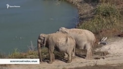 Слонихи Магда и Дженни у пруда в сафари-парке «Тайган» Слонихи Магда и Дженни у пруда в сафари-парке «Тайган»