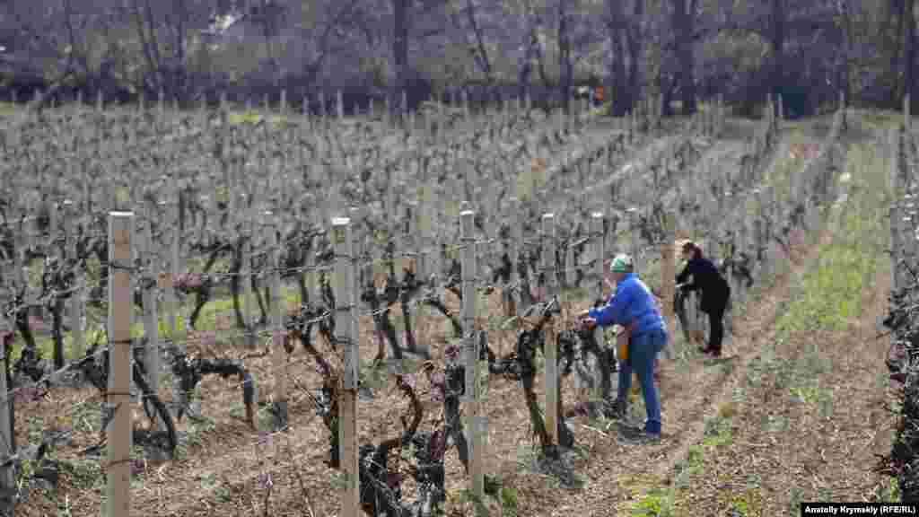 На широком левом берегу реки раскинулись виноградники местного винодельческого предприятия «Алушта», входящего в объединение «Массандра». Подвязку лозы технического сорта «саперави» проводят работницы «Алушты»: Светлана (ближе) и ее дочь Диана