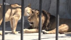 Про лева Торіка, який має хазяїна, але мешкає в зоопарку Про лева Торіка, який має хазяїна, але мешкає в зоопарку