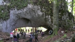 Зустрічі на лісовій стежці: ведмеді та реліктові рослини Зустрічі на лісовій стежці: ведмеді та реліктові рослини