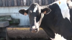 Ферма по-європейськи: троє працівників на 5 тисяч свиней і 150 корів Ферма по-європейськи: троє працівників на 5 тисяч свиней і 150 корів