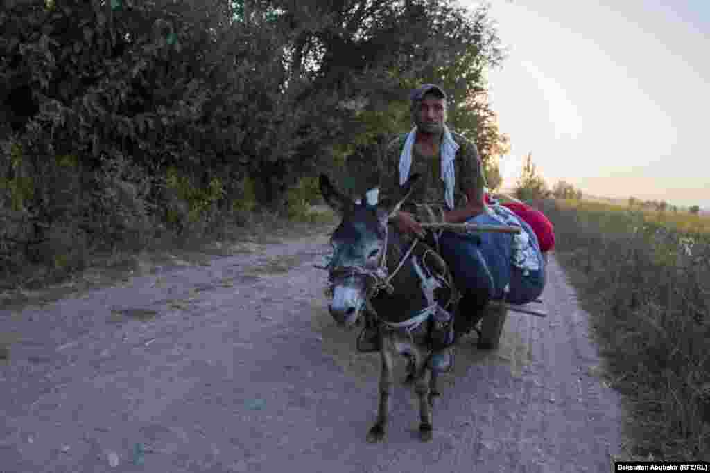 Крестьянин везет хлопок 