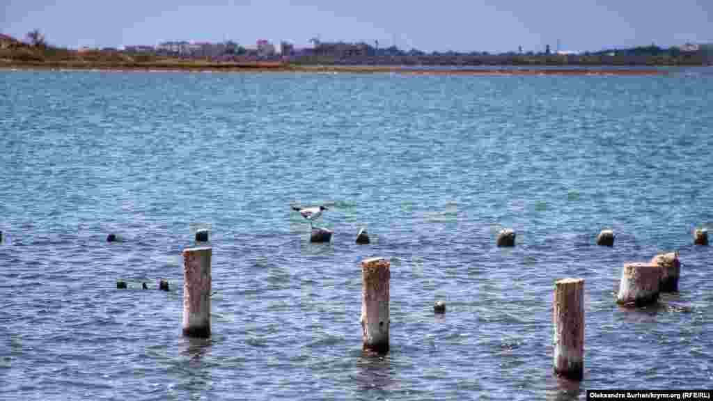 У водоема обитают крачки – птицы из семейства чайковых, которых также называют «морскими ласточками»