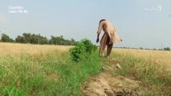 منیر خان په لکي مروتو کې دوه لکه ونې کښېنوي منیر خان په لکي مروتو کې دوه لکه ونې کښېنوي