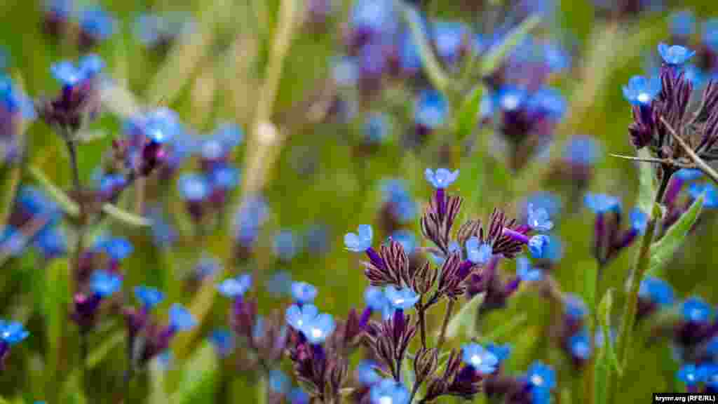 Нежных цветов на песке пока не коснулась рука рьяных строителей 